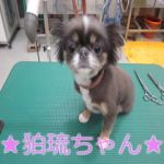http://blog.goo.ne.jp/wanwankashiwa