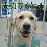 💕子犬から老犬まで💚お世話いたします。💕http://tukazaki.webnode.jp/