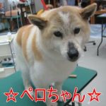 💕子犬から老犬まで💚お世話いたします。💕http://tukazaki.webnode.jp/